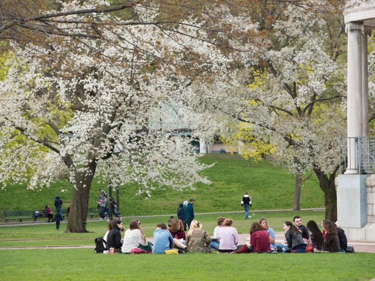 Students gathered in a park with a white cherry blossom tree in the background