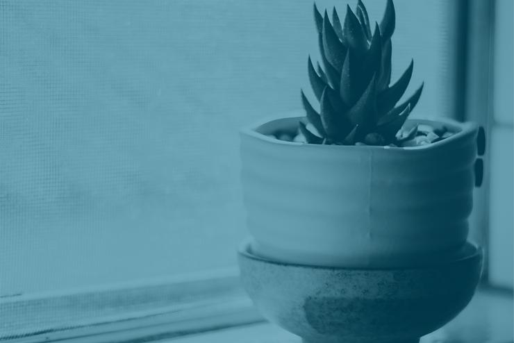 a pot with a plant by the window